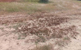 600 de hectare din raionul Taraclia și Comrat afectate de lăcuste