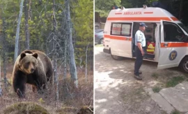 Двое молдаван подверглись нападению медведя в Слэник Молдова