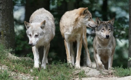 O femeie a fost muşcată de lupi în apropiere de Paris