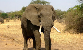 Oamenii de știință bat alarma Vînătoarea de elefanţi trebuie oprită