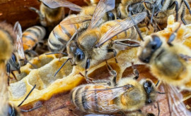 Как пчелы могут помочь пострадавшим от войны семьям в Украине