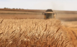 Новые условия для лицензирования импорта зерна