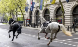 Несколько лошадей снова вырвались на улицы Лондона