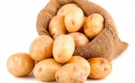 Как защитить органический картофель от фитофторы 