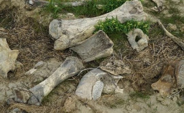Captură norocoasă Un pescar a găsit osul unui animal preistoric necunoscut