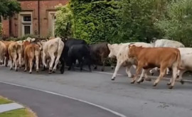Коровьи бега что случилось в мирной английской деревушке