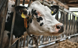 Тревожно грипп распространившийся среди коров может заразить и людей