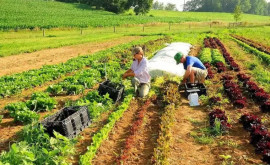Население занятое в сельском хозяйстве Молдовы проблемы и тенденции