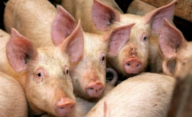 Transnistria a interzis temporar importul de carne de porc din Moldova 
