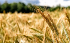 Дожди большая проблема для урожая пшеницы во Франции 
