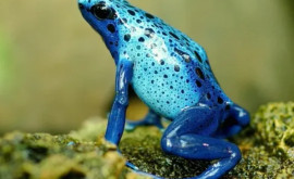 Mutație sau evoluție O broască de culoare atipică a fost descoperită în sălbăticie