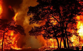 В России горят более миллиона гектаров лесов 