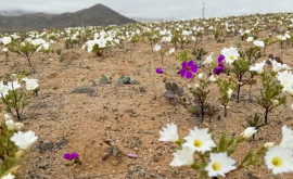 Unul dintre cele mai aride deșerturi din lume este acoperit cu flori