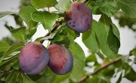 Prunele timpurii în Moldova recoltă mică prețuri mari