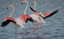 Păsările flamingo părăsesc rezervația din regiunea Odessa din cauza bombardamentelor
