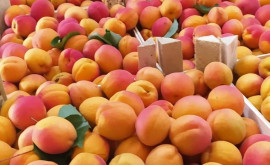 В Молдове экспорт абрикосов за год вырос почти в 5 раз