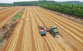 Recoltă bogată de cereale în China