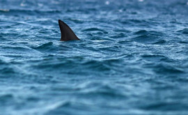 Двухметровую акулу заметили на популярном курорте