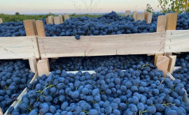 На рынке появился ранний столовый виноград Какие цены на него