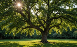 Cercetătorii vor realiza plantații de arbori cu proprietăți miraculoase