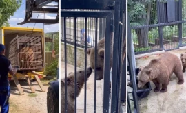 Grădina Zoologică din Chișinău sa îmbogățit cu trei urși tineri