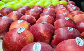 Экспорт молдавских яблок объемы поставок и география продаж