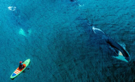 Misterul balenelor care înoată în cerc Un bărbat aflat în mare sa trezit în mijlocul lor