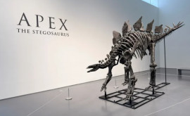 Скелет динозавра продан на аукционе за рекордную сумму 