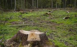 În Moldova continuă tăierile ilegale de pădure
