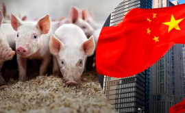 Новые детали антидемпингового расследования Китая в отношении свинины из ЕС