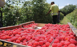 Молдова наращивает экспорт малины 