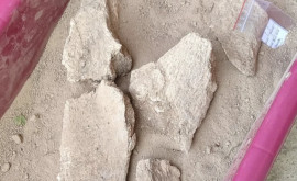 Кости мамонта найдены археологами в одном из молдавских сёл