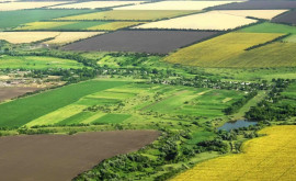 Более половины сельскохозяйственных земель Молдовы находится в аренде