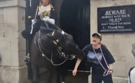 Stați departe Un cal al Gărzii Regale din Londra implicat întrun nou incident