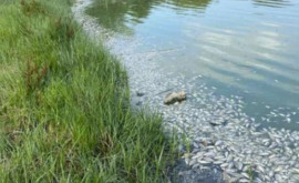 Изза жары гибнет рыба в озерах катастрофа в одном из сел Криулянского района