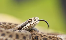 В Каушанах во дворе дома обнаружена змея пришлось вмешаться спасателям