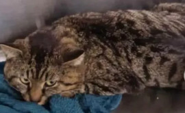 Reîntoarcerea pisicii rătăcitoare animalul de companie a fost găsit după 5 luni