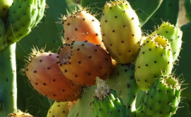 Насекомые наносят ущерб съедобным кактусам в Северной Африке