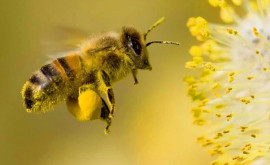 В Молдове будет отмечаться Национальный день пчел