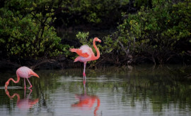 Вирусные кадры колония фламинго приземлилась в водах дельты Дуная