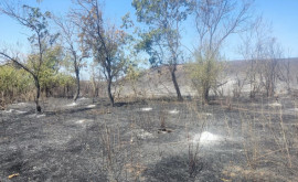 Un incendiu de vegetație a distrus mai mulți arbori la Căușeni