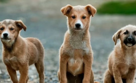 Situația animalelor fără stăpîn subiect abordat în cadrul unor discuții publice desfășurate la Parlament