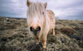 Ponei vindecători În Marea Britanie poneii au devenit animale de terapie în azilurile de bătrîni