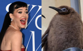 Katy Perry printre fanii pinguinului Pesto devenit vedetă în mediul online