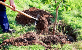 Стартовала осенняя Национальная кампания по лесоразведению