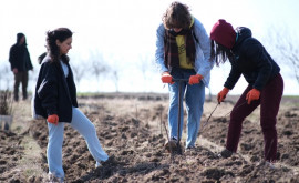 С 16 ноября начинается национальная кампания по лесовосстановлению