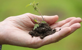 Этой осенью предстоит посадить более 26 миллионов деревьев