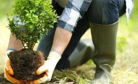 Начинается Национальная кампания по облесению