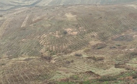 Результаты лесовосстановления в Фундул Галбений половина саженцев засохла в первый год