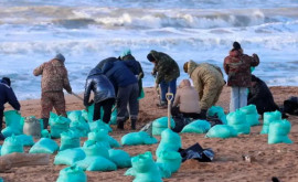 СМИ Пляжный сезон в Анапе может быть сорван на два года